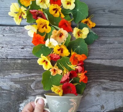 Nasturtium Curly Mix